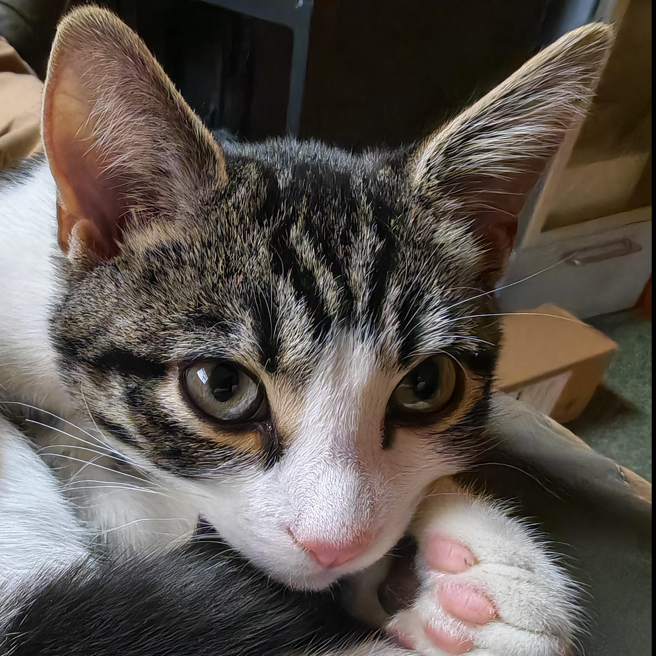 Oscar Kitten