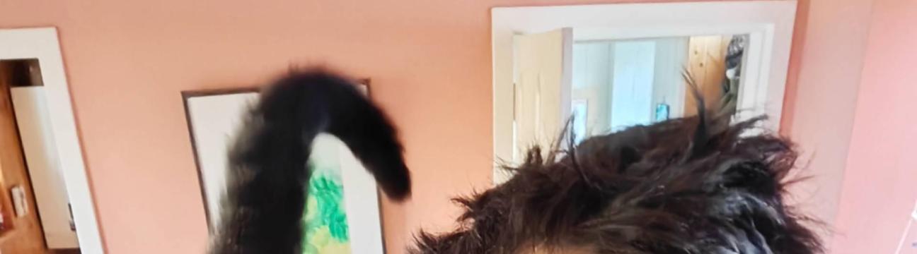 Oscar Kitten